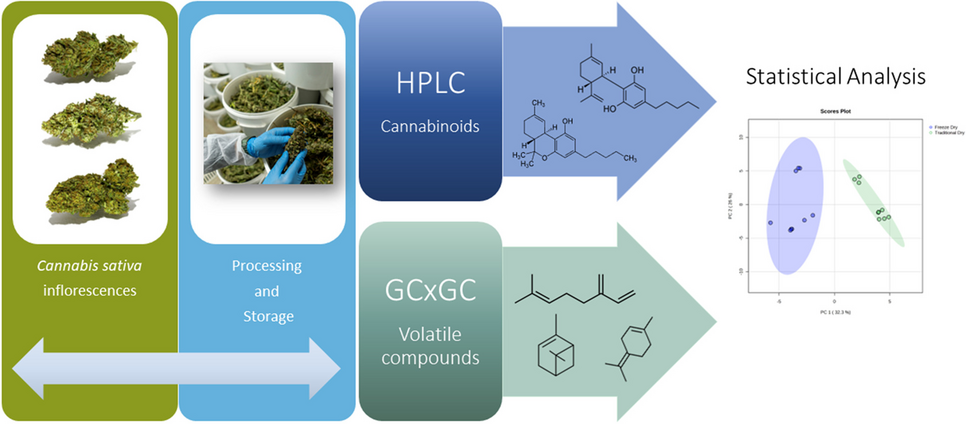 The influence of drying and storage conditions on the volatilome and cannabinoid content of Cannabis sativa L. inflorescences