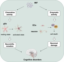 Macrophage migration inhibitor factor (MIF): Potential role in cognitive impairment disorders