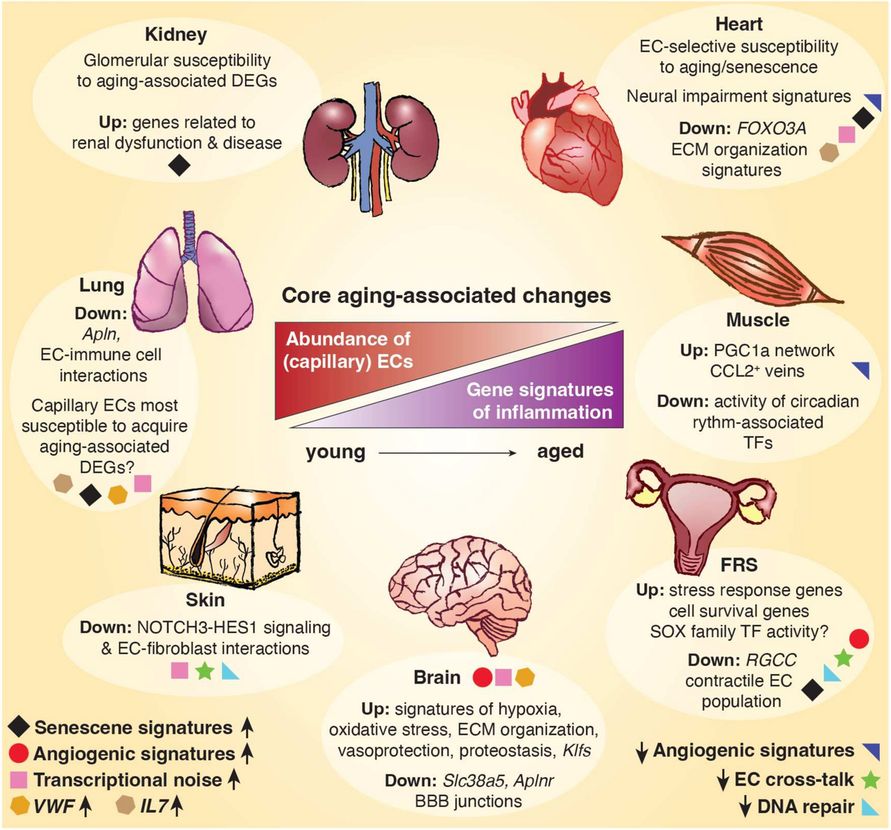 A high-resolution view of the heterogeneous aging endothelium