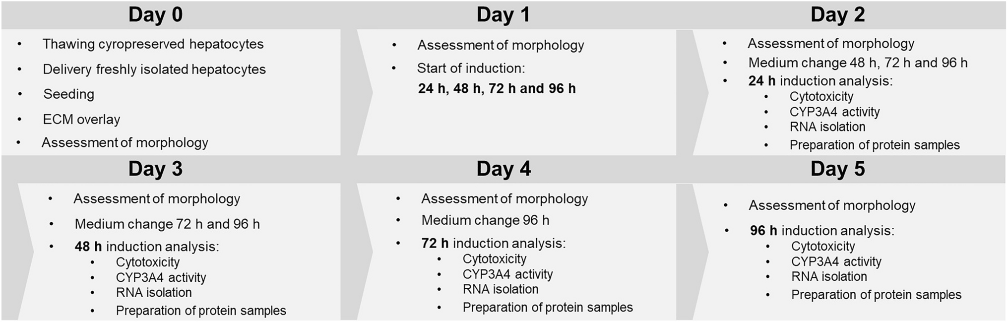 Lack of CYP3A4 protein induction despite mRNA induction in primary hepatocytes exposed to rifabutin as a possible explanation for its low interaction risk in vivo