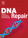 Pold4 subunit of replicative polymerase δ promotes fork slowing at broken templates