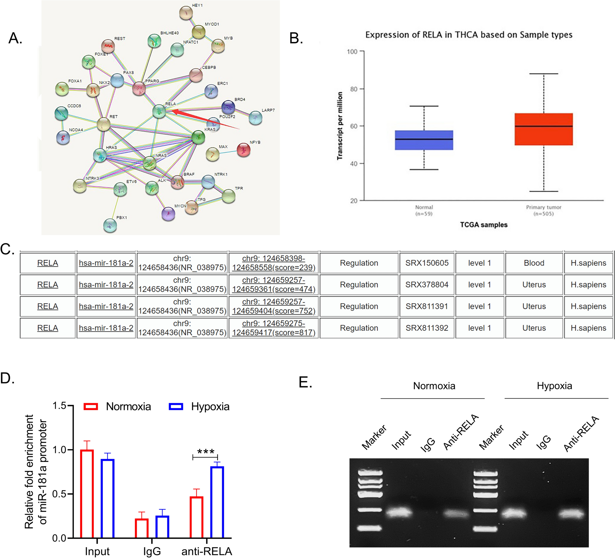 HYPOXIA induces lncRNA HOTAIR for recruiting RELA in papillary thyroid cancer cells to upregulate miR-181a and promote angiogenesis