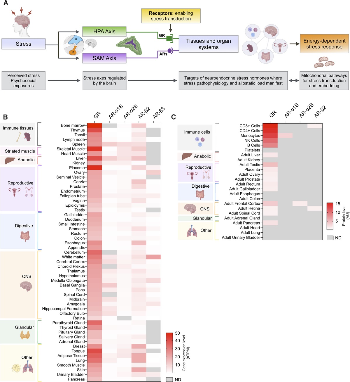 Glucocorticoid and Adrenergic Receptor Distribution Across Human Organs and Tissues: A Map for Stress Transduction