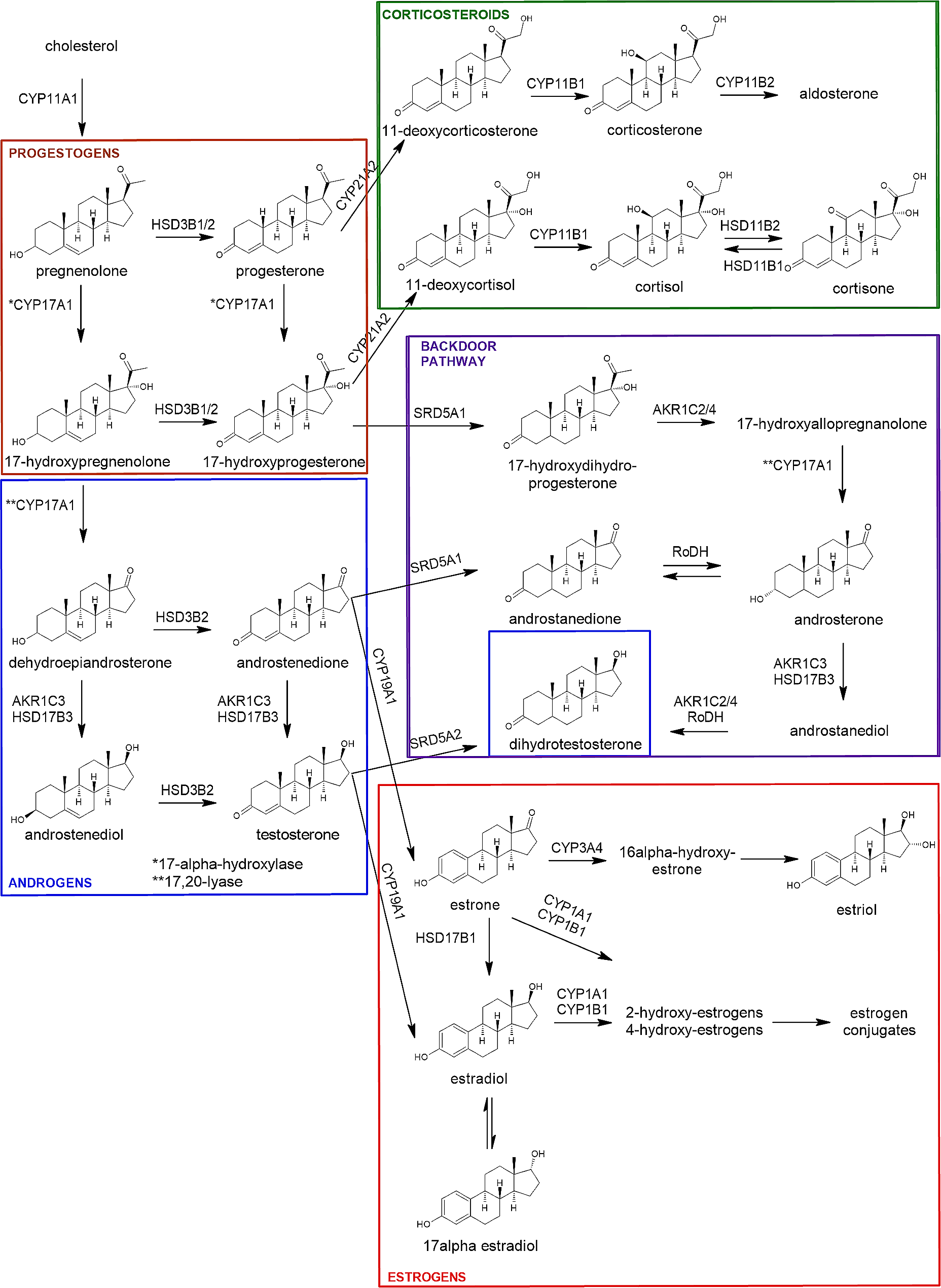 The profile of steroid hormones in human fetal and adult ovaries