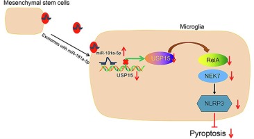 Extracellular vesicles containing miR-181a-5p as a novel therapy for experimental autoimmune encephalomyelitis-induced demyelination