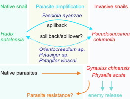 Gastropod invasions in anthropogenically impacted impoundments in South Africa: Tracing their origins and exploring field evidence of parasite spillback and amplification