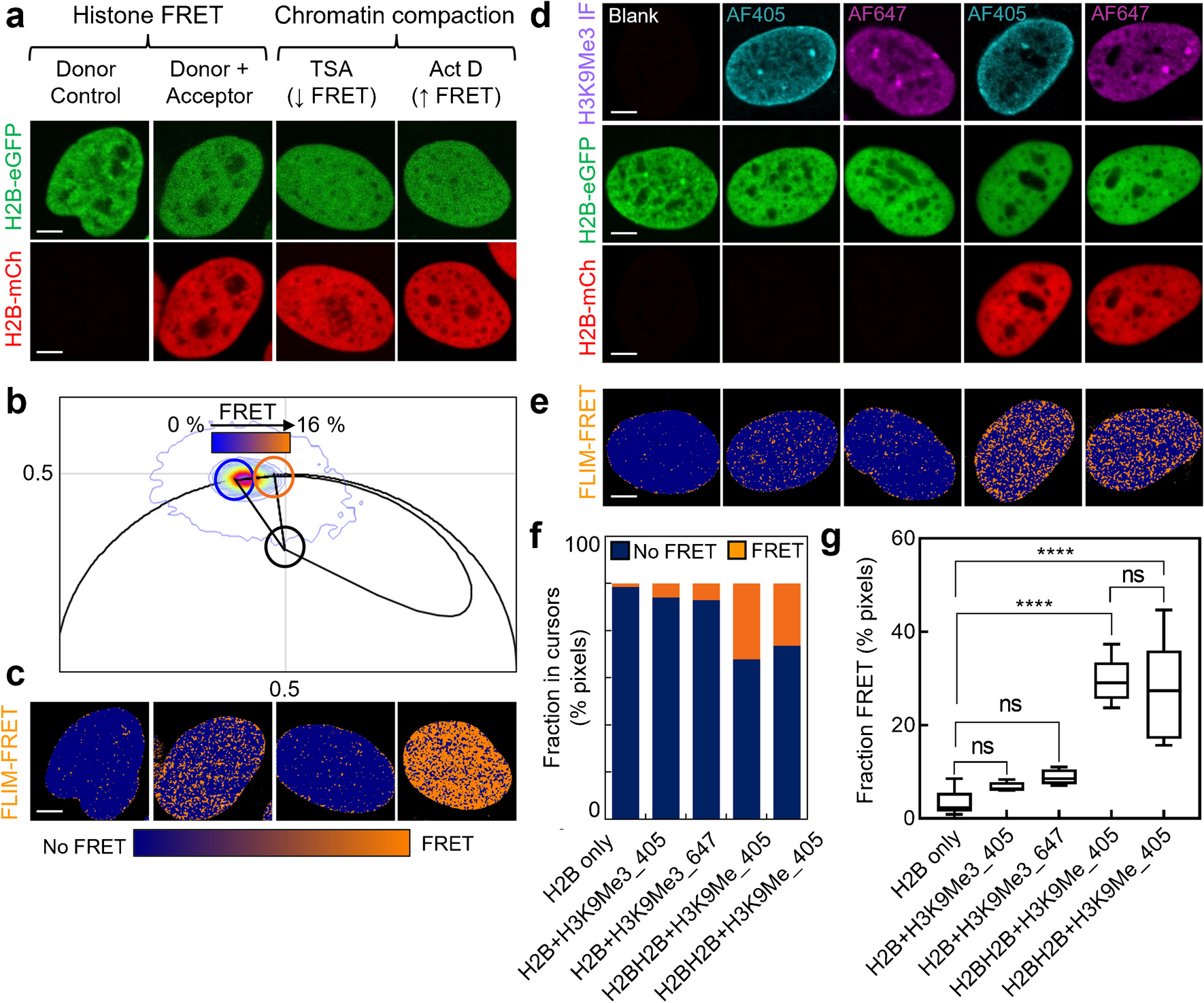 Histone FRET reports the spatial heterogeneity in nanoscale chromatin architecture that is imparted by the epigenetic landscape at the level of single foci in an intact cell nucleus