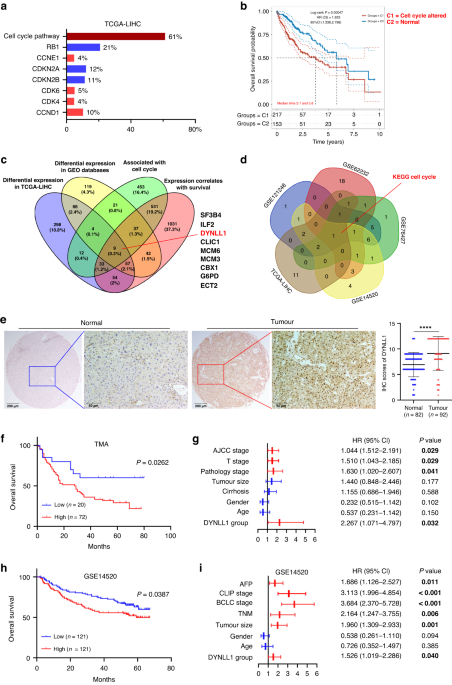 DYNLL1 accelerates cell cycle via ILF2/CDK4 axis to promote hepatocellular carcinoma development and palbociclib sensitivity