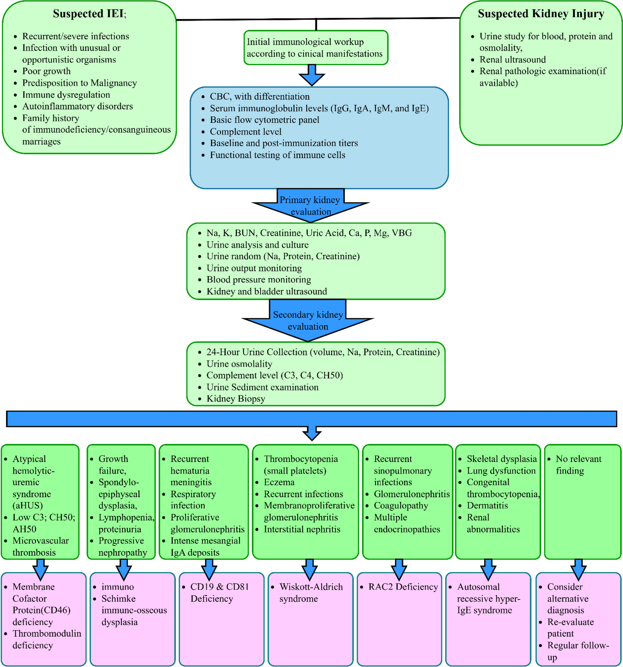 Inborn errors of immunity with kidney and urinary tract disorders: a review