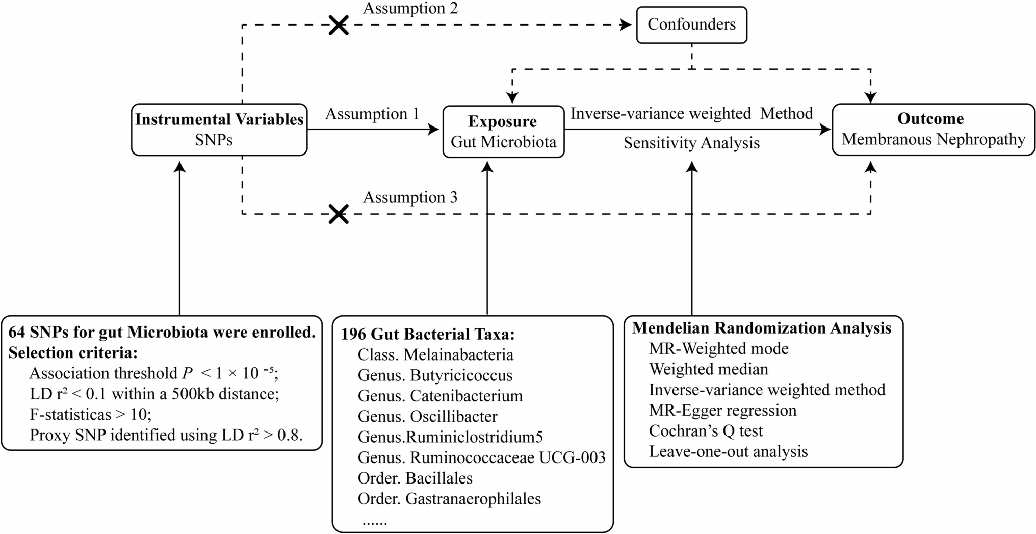 The causal association of specific gut microbiota on the risk of membranous nephropathy: a Mendelian randomization study