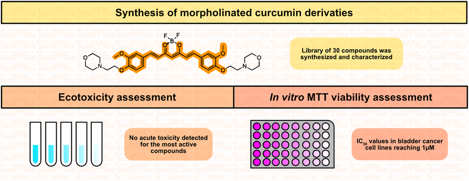 Morpholinated curcuminoids against urinary bladder cancer cells: synthesis and anticancer evaluation