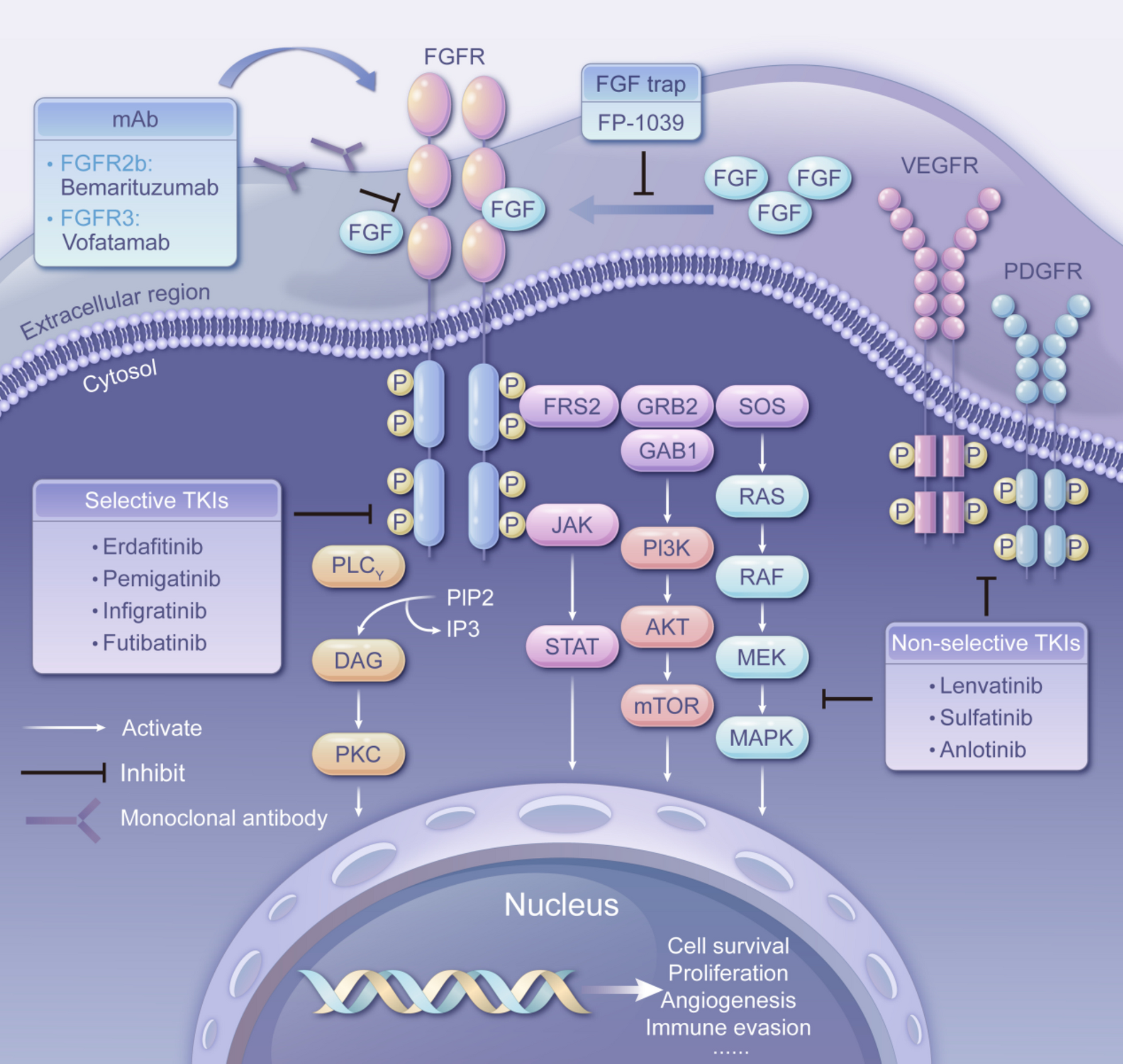 Targeting FGFR for cancer therapy