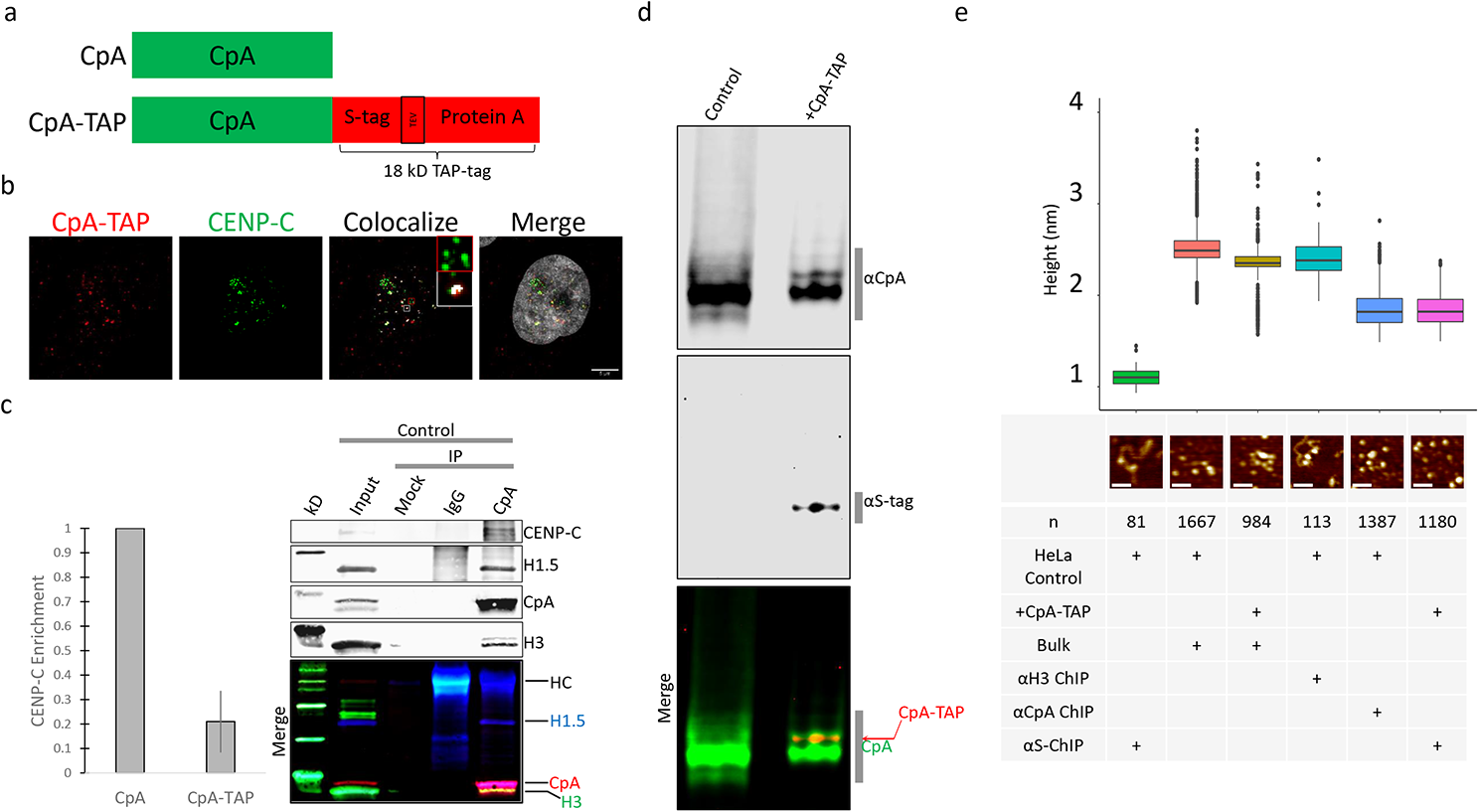 Native and tagged CENP-A histones are functionally inequivalent