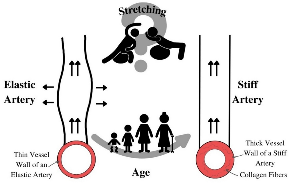 The acute effect of passively assisted trunk stretching on central arterial stiffness and blood pressure in middle-aged to older adults