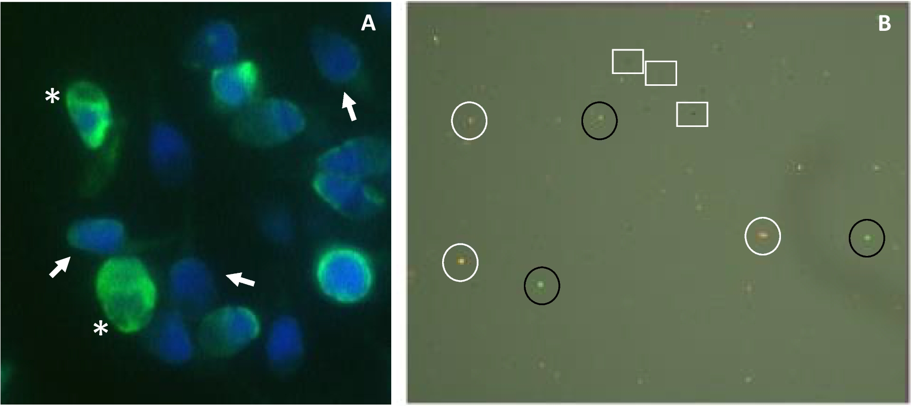 Optimized sperm selection: a highly efficient device for the isolation of progressive motile sperm with low DNA fragmentation index