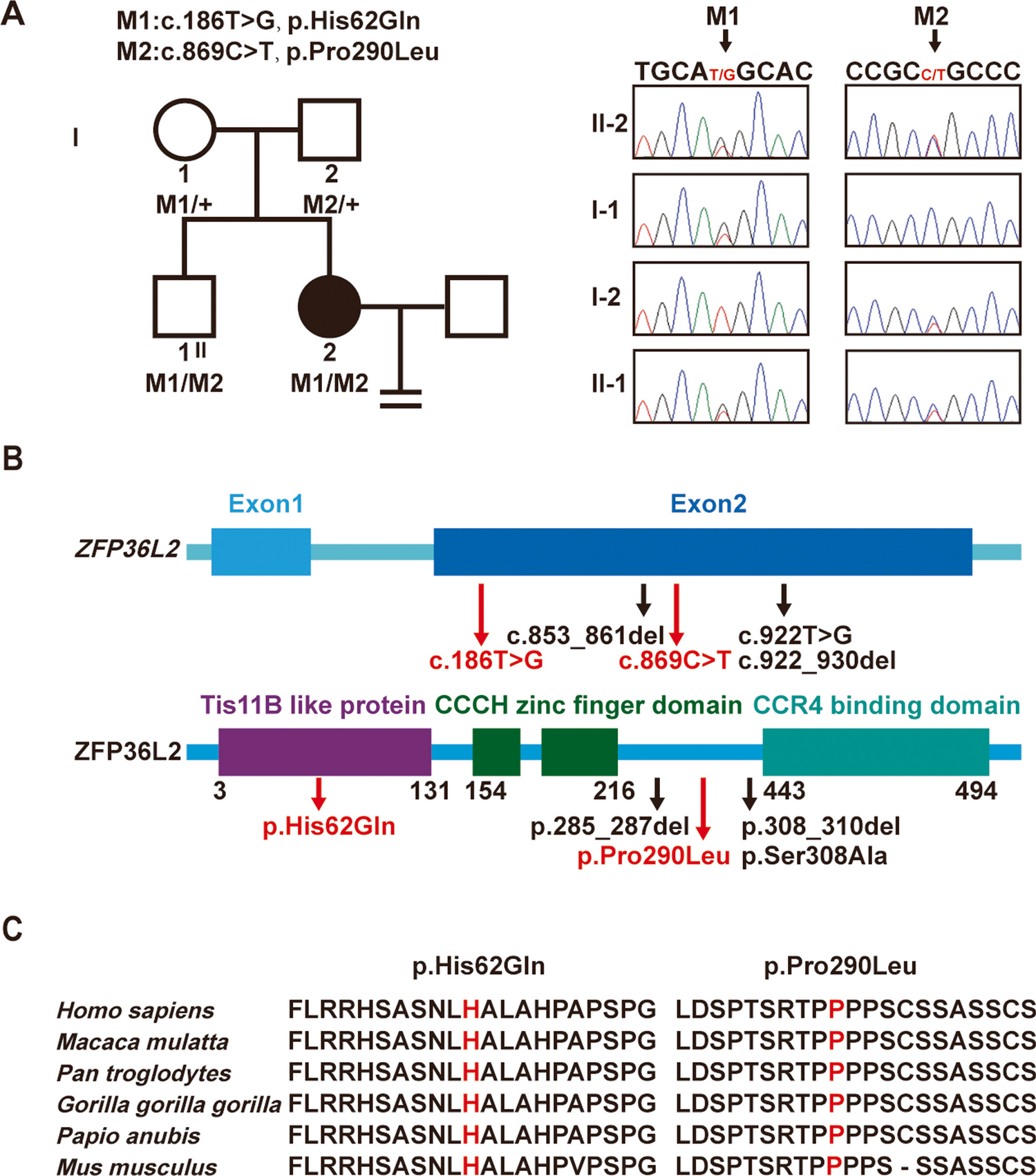 Identification of novel compound heterozygous ZFP36L2 variants implicated in oocyte maturation defects and female infertility