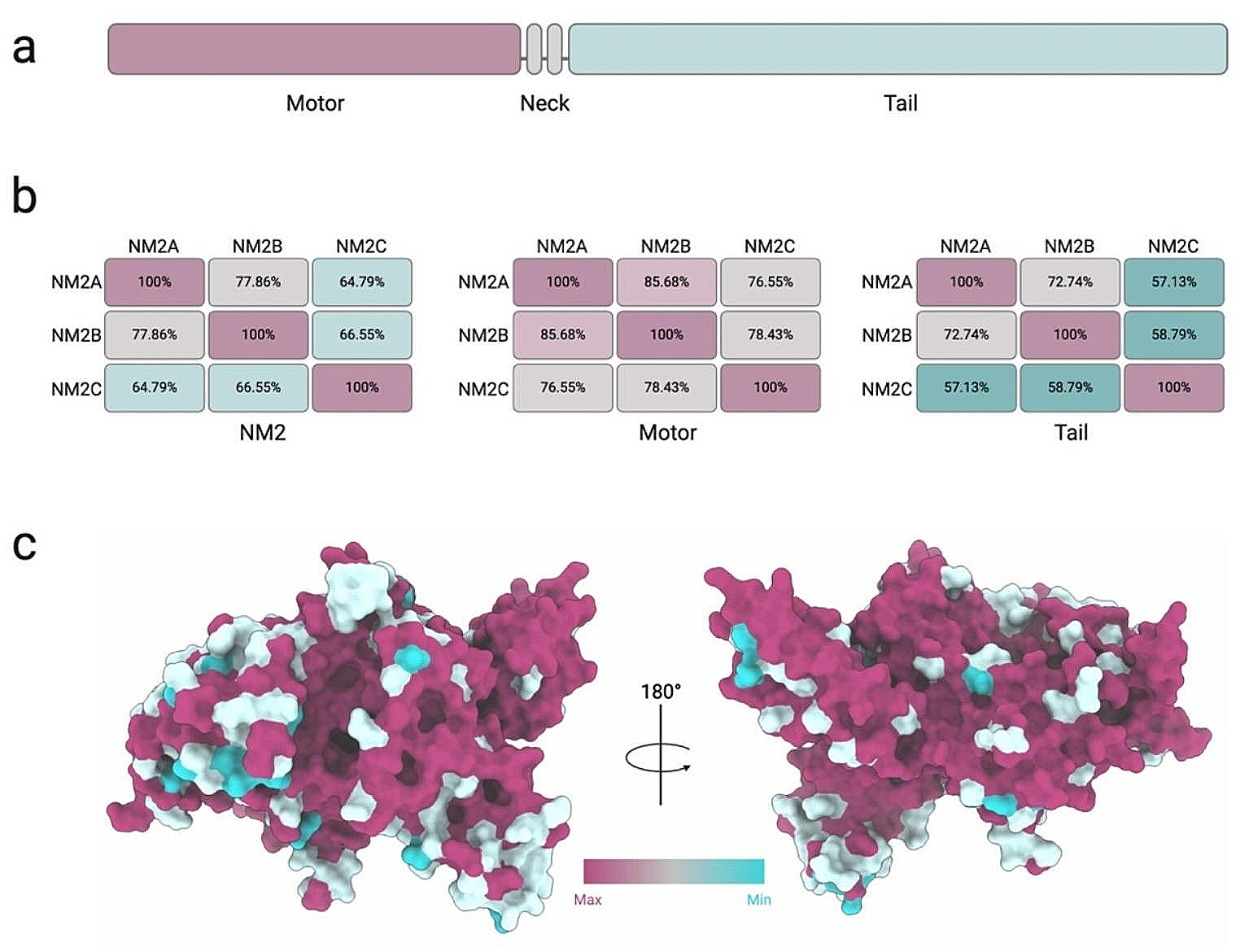 Structure, regulation, and mechanisms of nonmuscle myosin-2