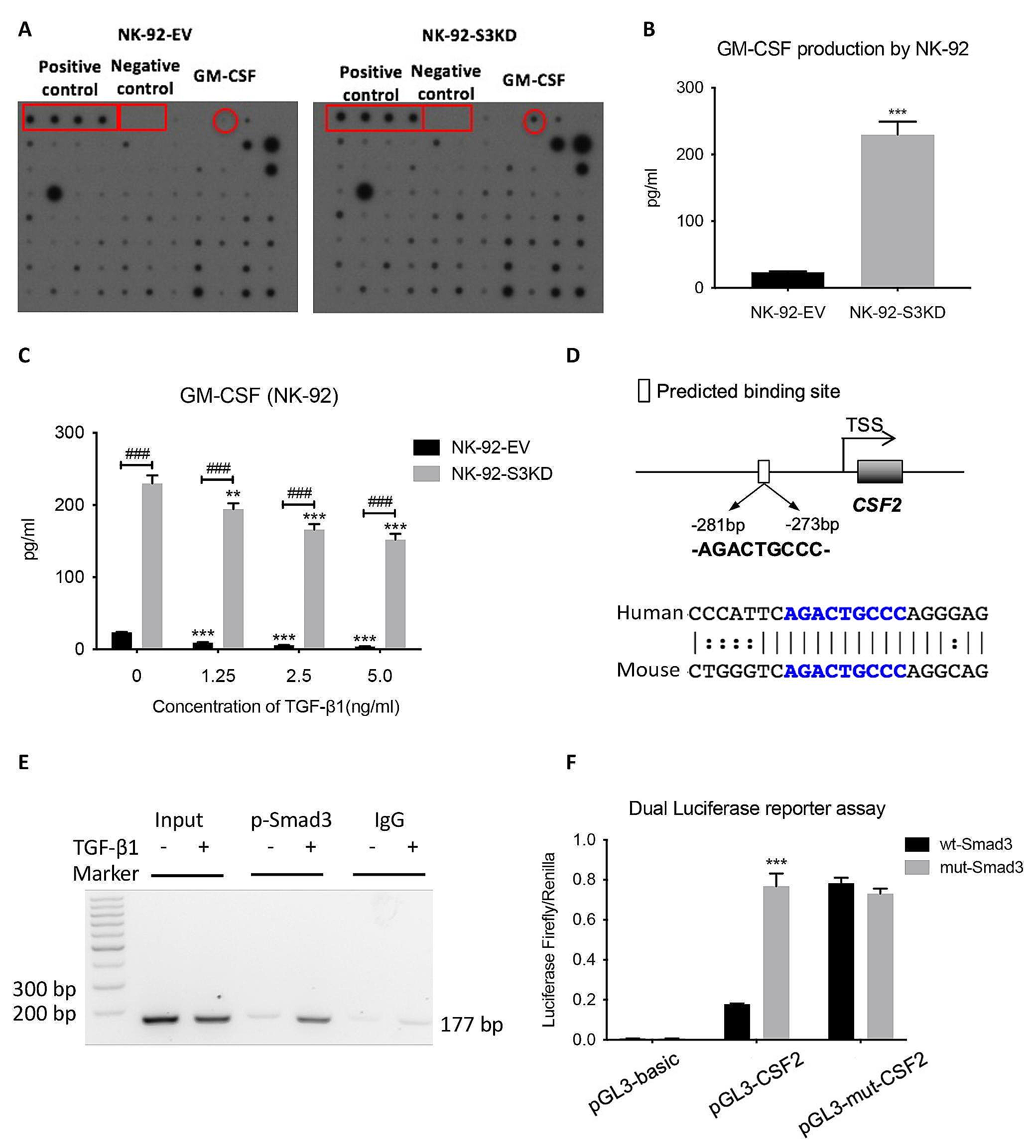 Disrupting Smad3 potentiates immunostimulatory function of NK cells against lung carcinoma by promoting GM-CSF production