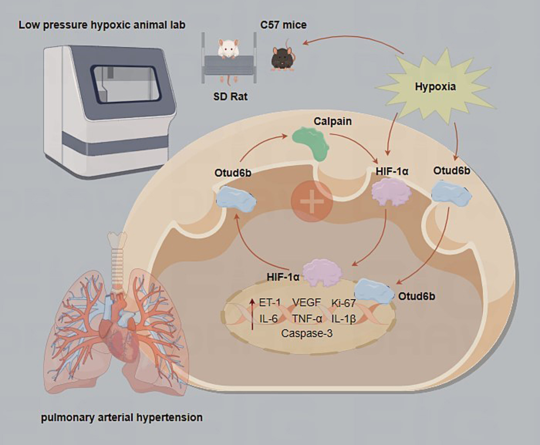 Otud6b induces pulmonary arterial hypertension by mediating the Calpain-1/HIF-1α signaling pathway