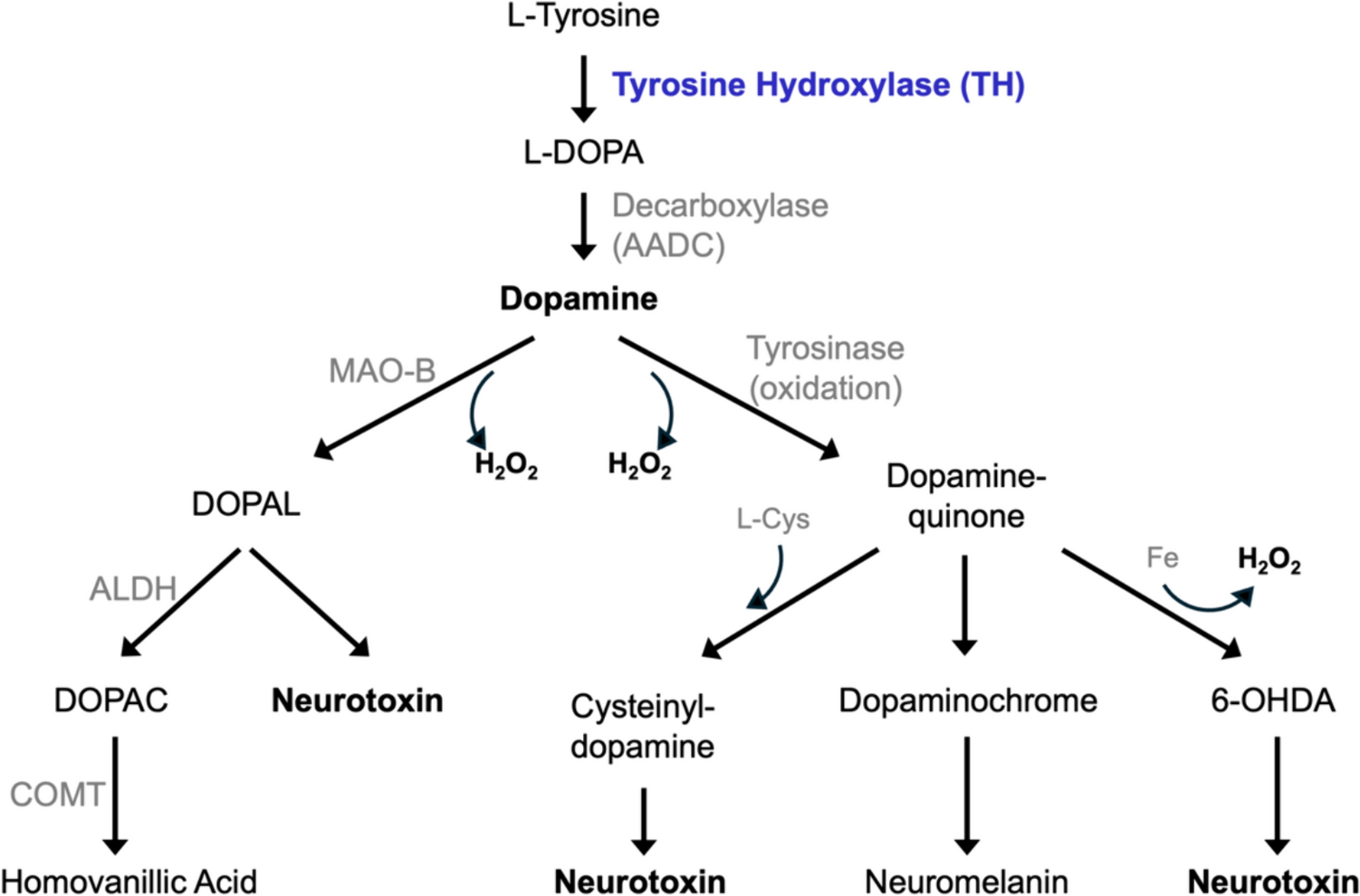 Rethinking Parkinson's disease: could dopamine reduction therapy have clinical utility?