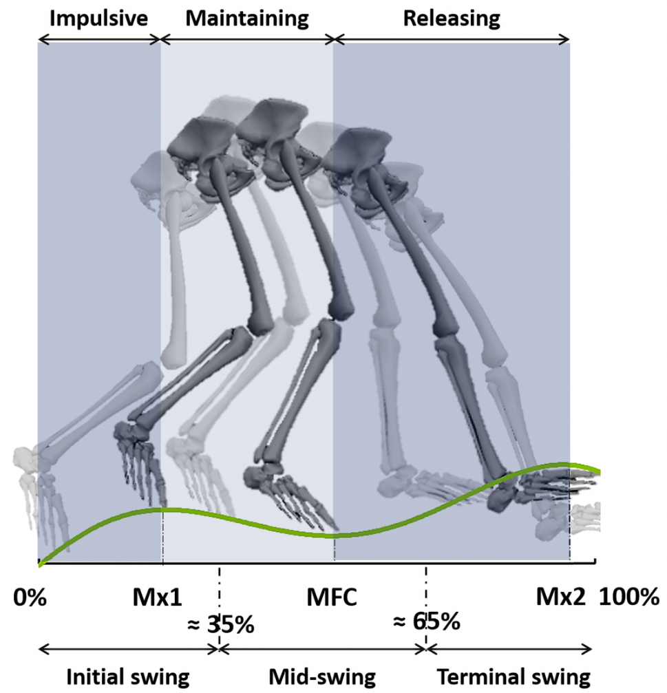 The ankle dorsiflexion kinetics demand to increase swing phase foot-ground clearance: implications for assistive device design and energy demands