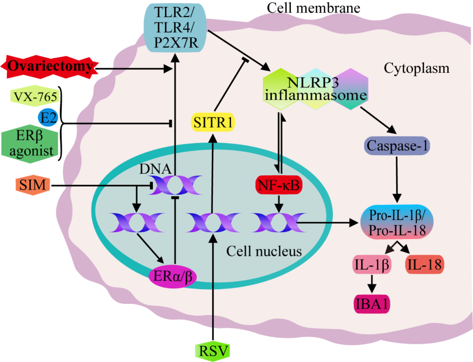 Estrogen-immuno-neuromodulation disorders in menopausal depression