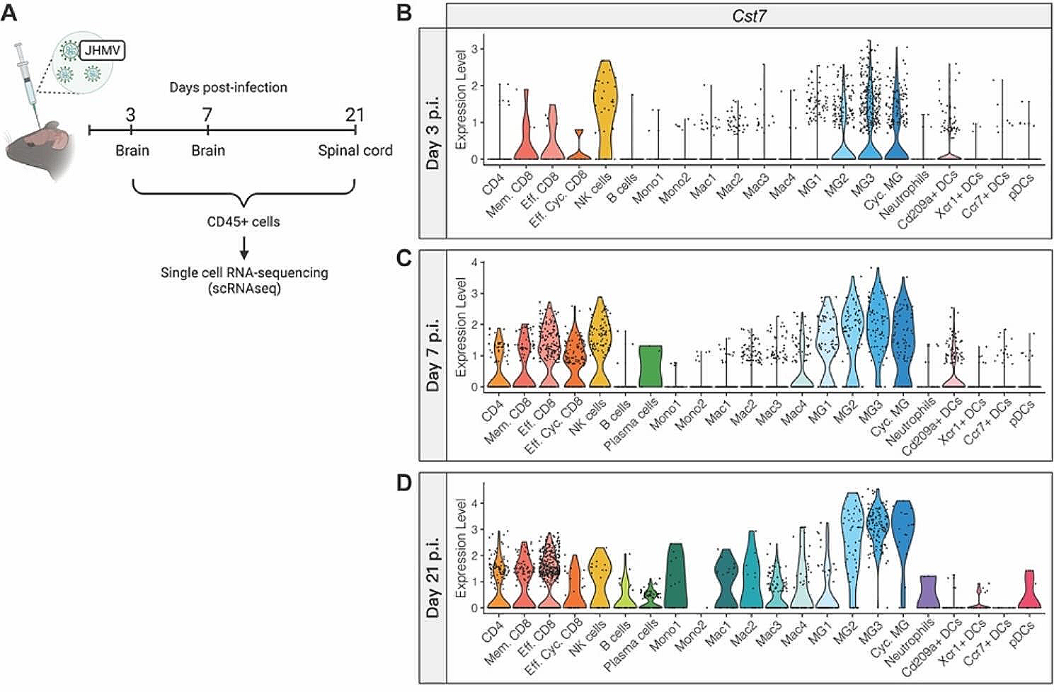 Cystatin F attenuates neuroinflammation and demyelination following murine coronavirus infection of the central nervous system