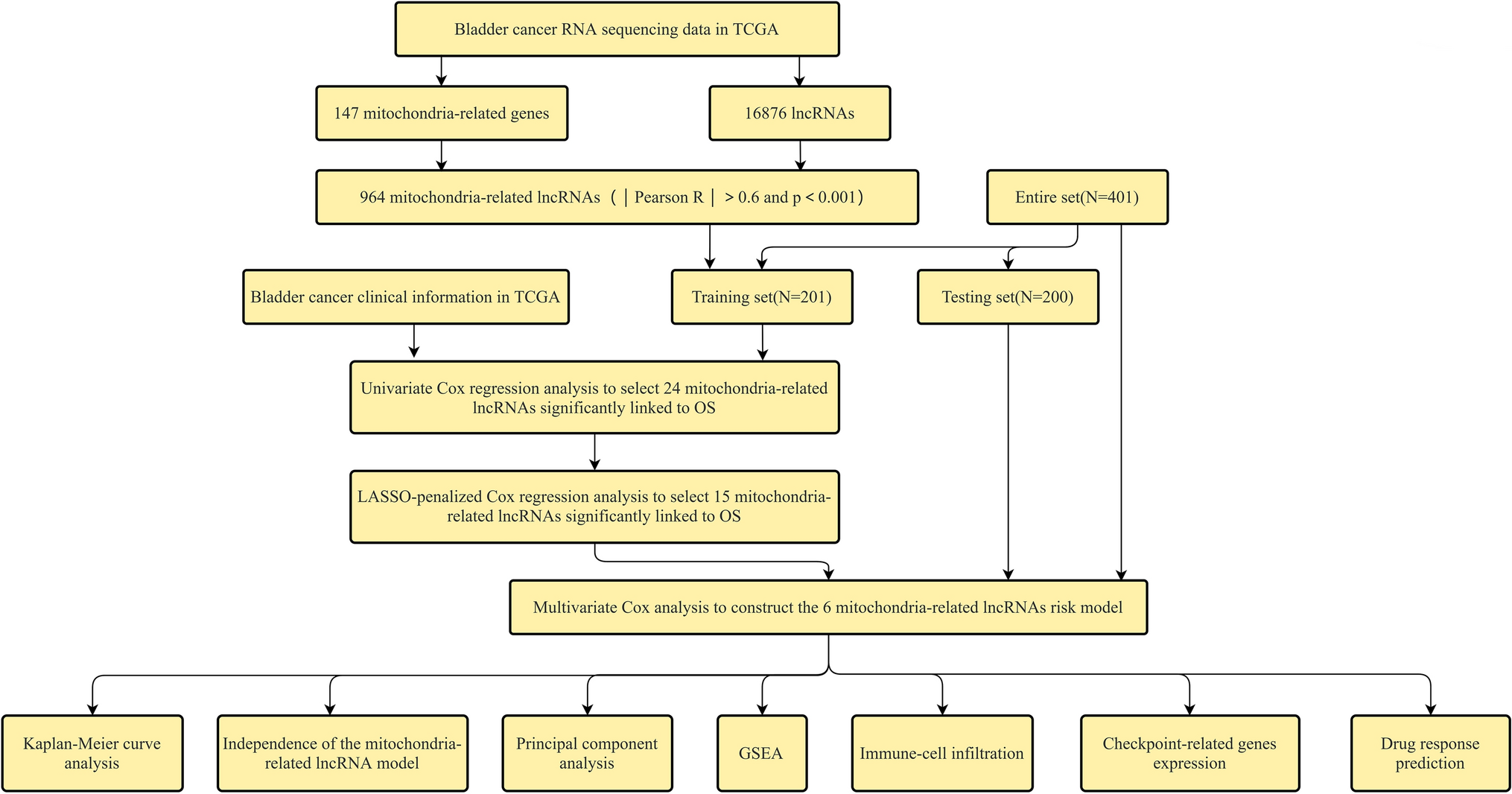 A novel mitochondrial-related lncRNA signature mediated prediction of overall survival, immune landscape, and the chemotherapeutic outcomes for bladder cancer patients