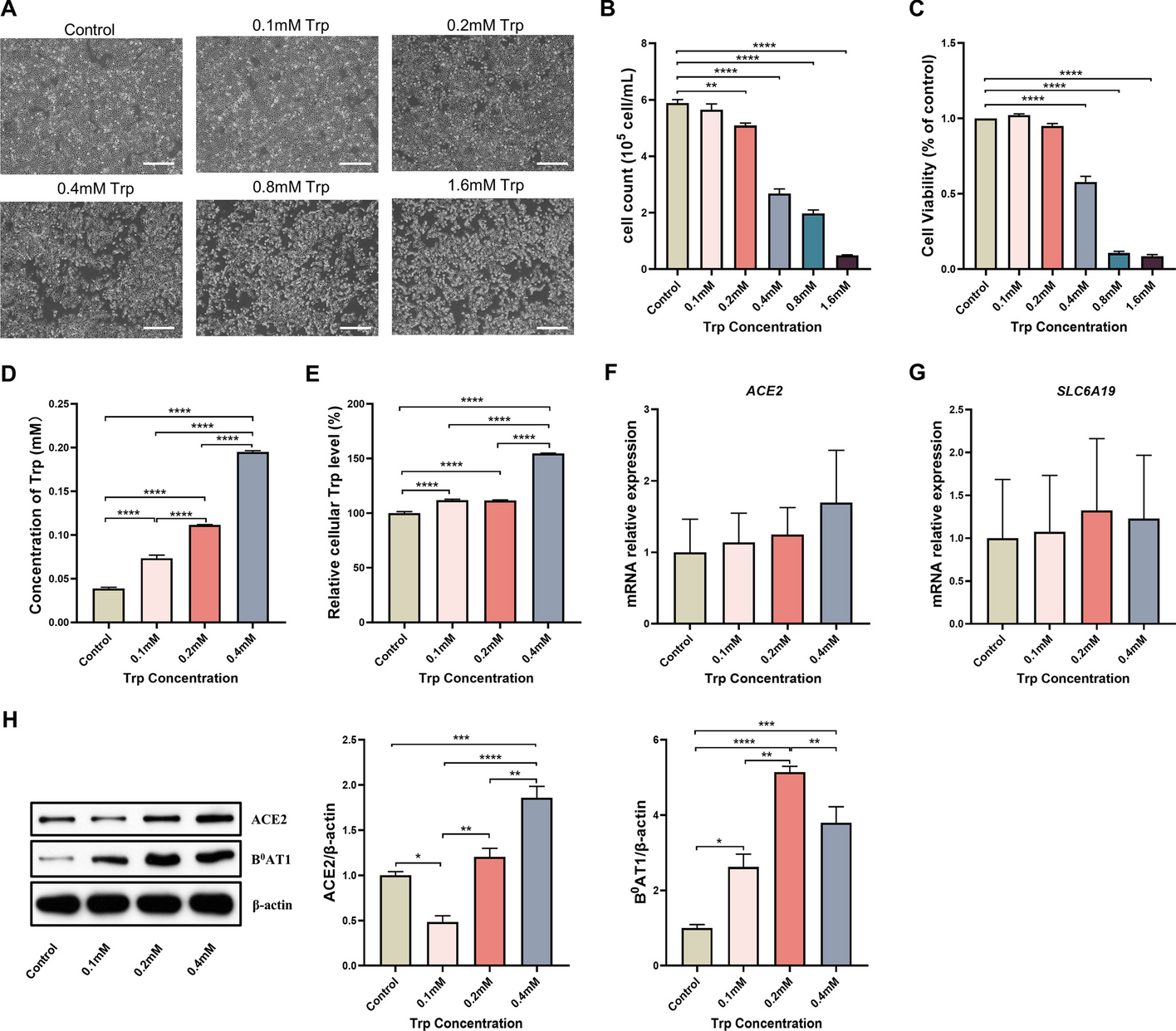 ACE2 mediates tryptophan alleviation on diarrhea by repairing intestine barrier involved mTOR pathway