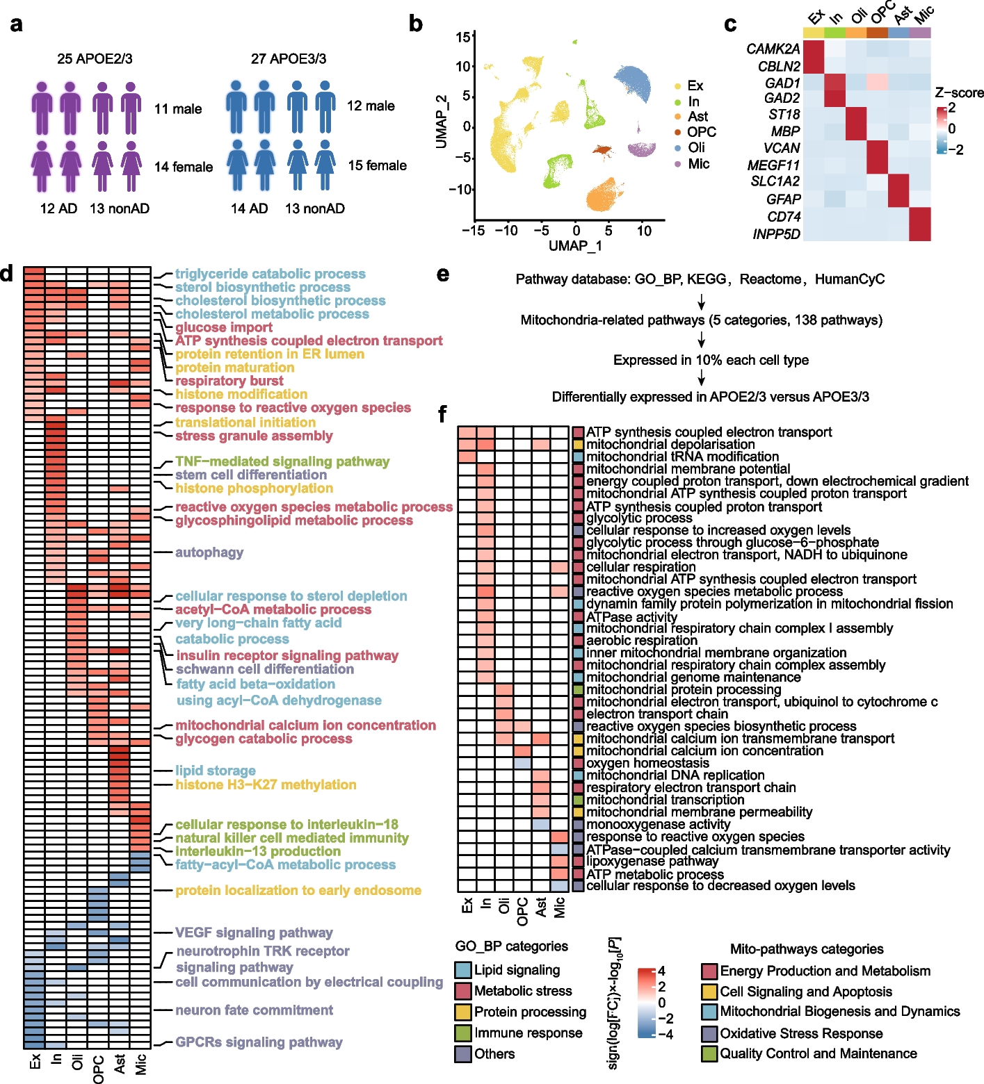 APOE2 protects against Aβ pathology by improving neuronal mitochondrial function through ERRα signaling