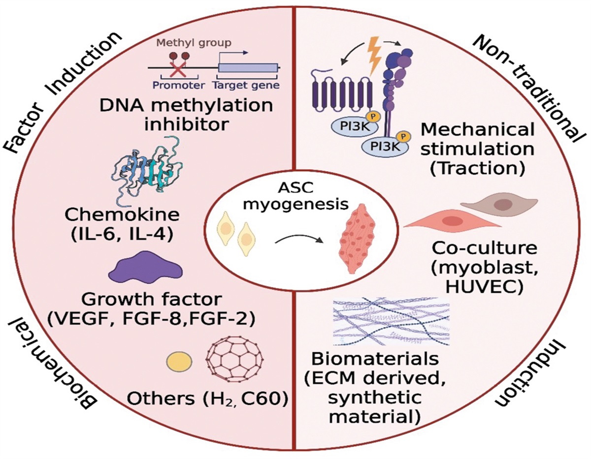 Deriving skeletal muscle cells from adipose-derived stem cells: Current differentiation strategies