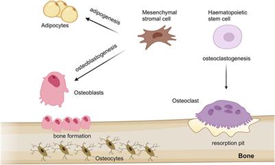 RNA-binding proteins in bone pathophysiology