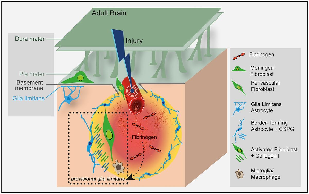 Fibrinogen: connecting the blood circulatory system with CNS scar formation