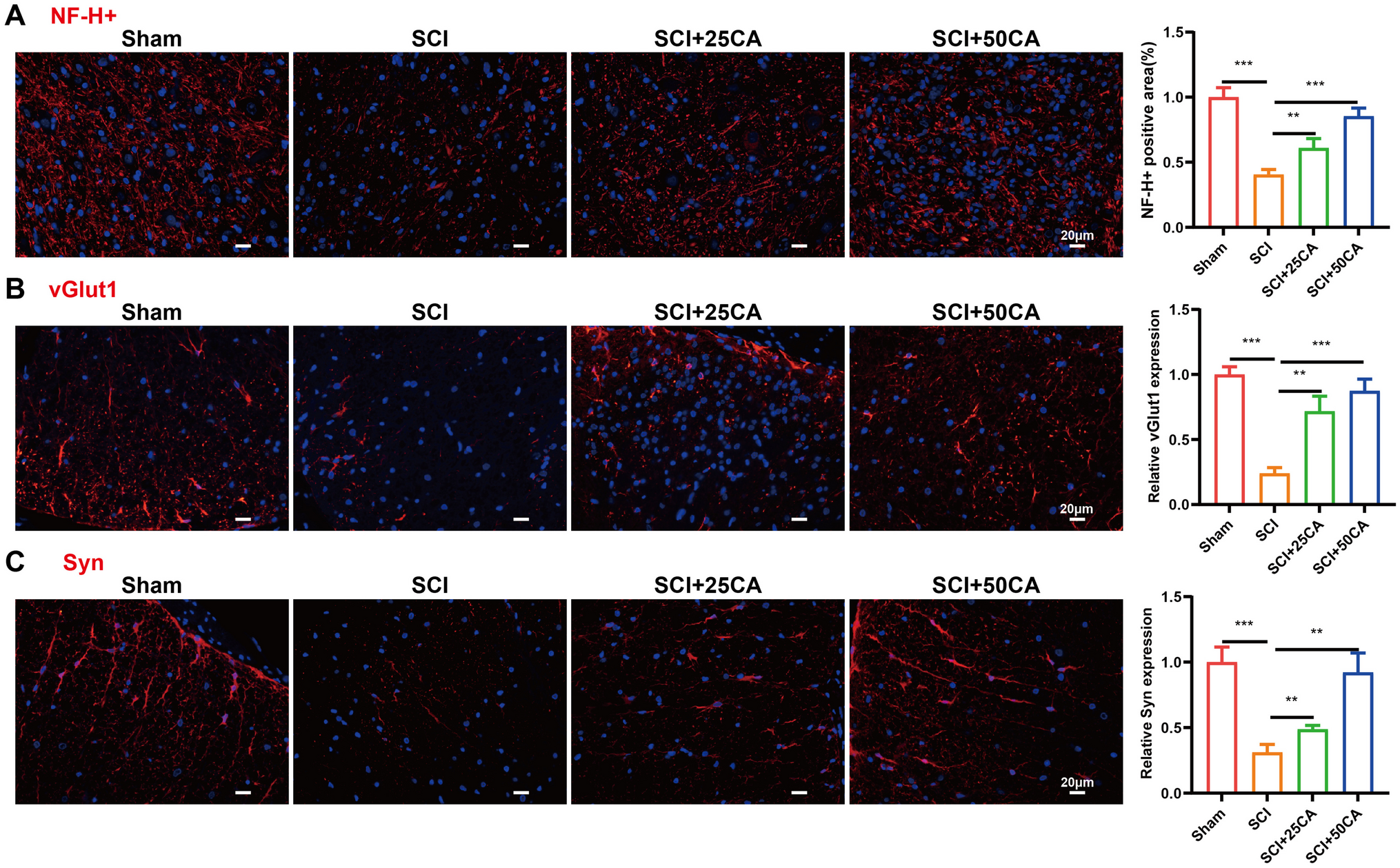 Calycosin promotes axon growth by inhibiting PTPRS and alleviates spinal cord injury