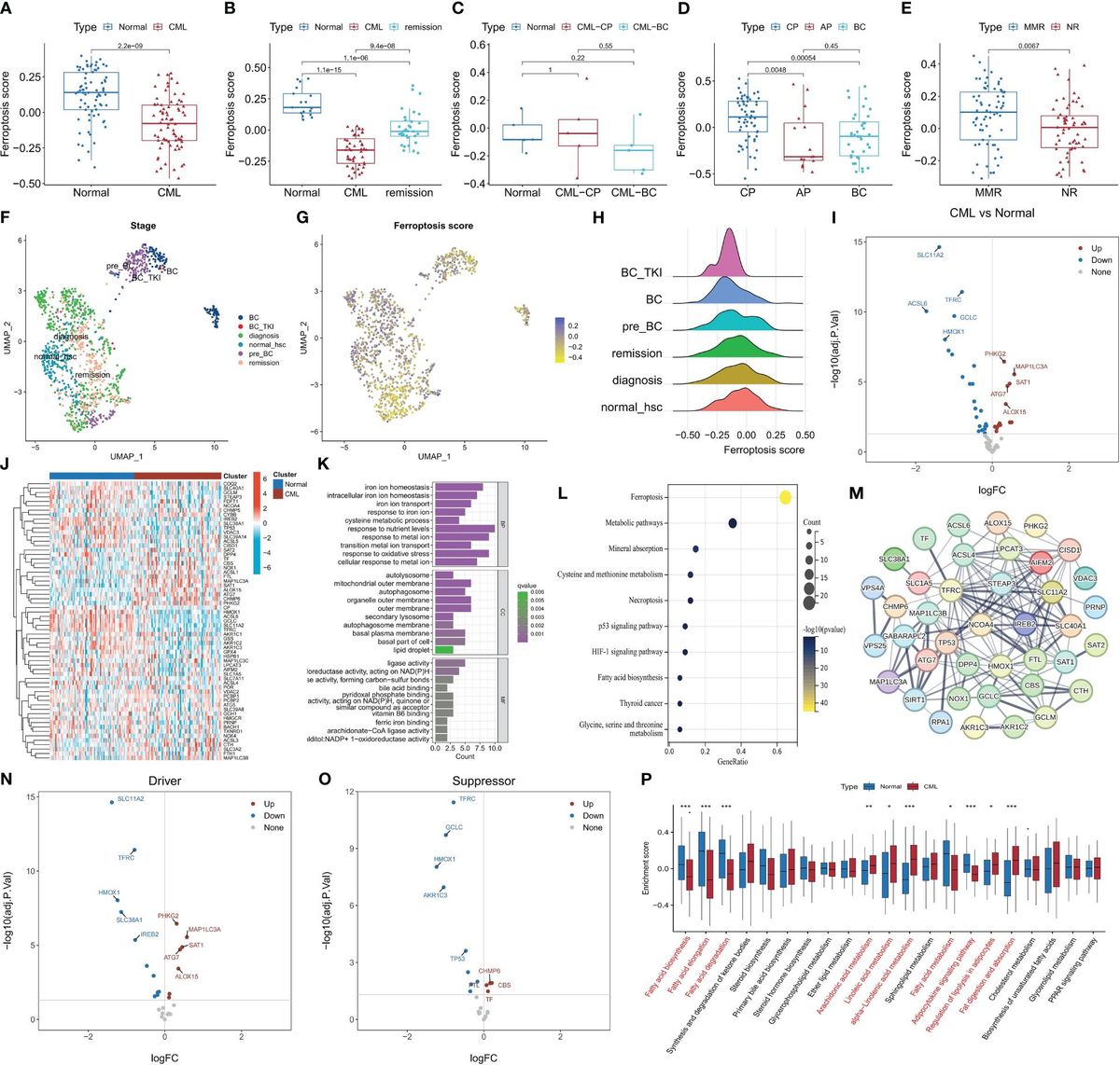 The therapeutic and biomarker significance of ferroptosis in chronic myeloid leukemia