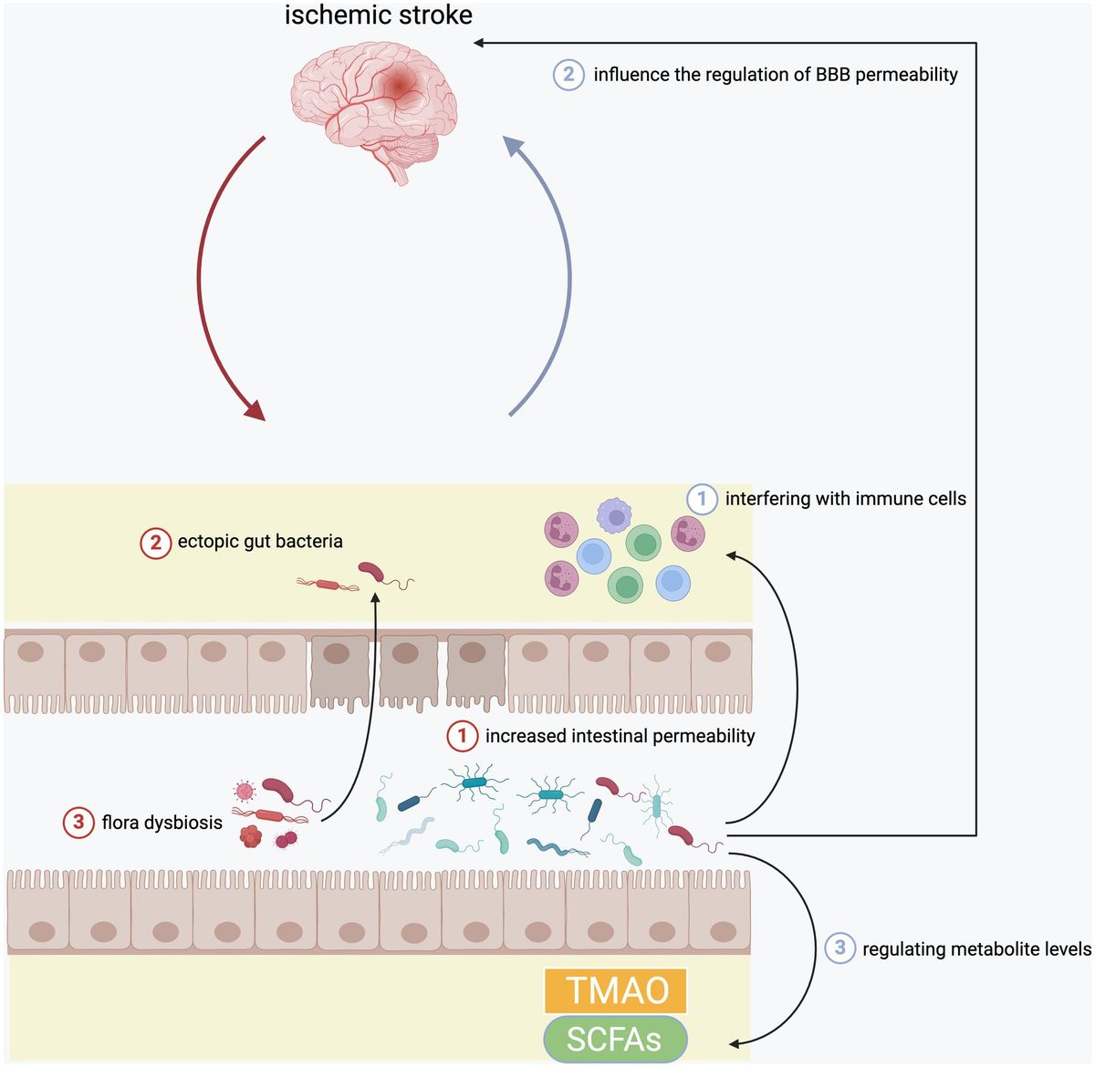 Mechanisms of inflammation after ischemic stroke in brain-peripheral crosstalk