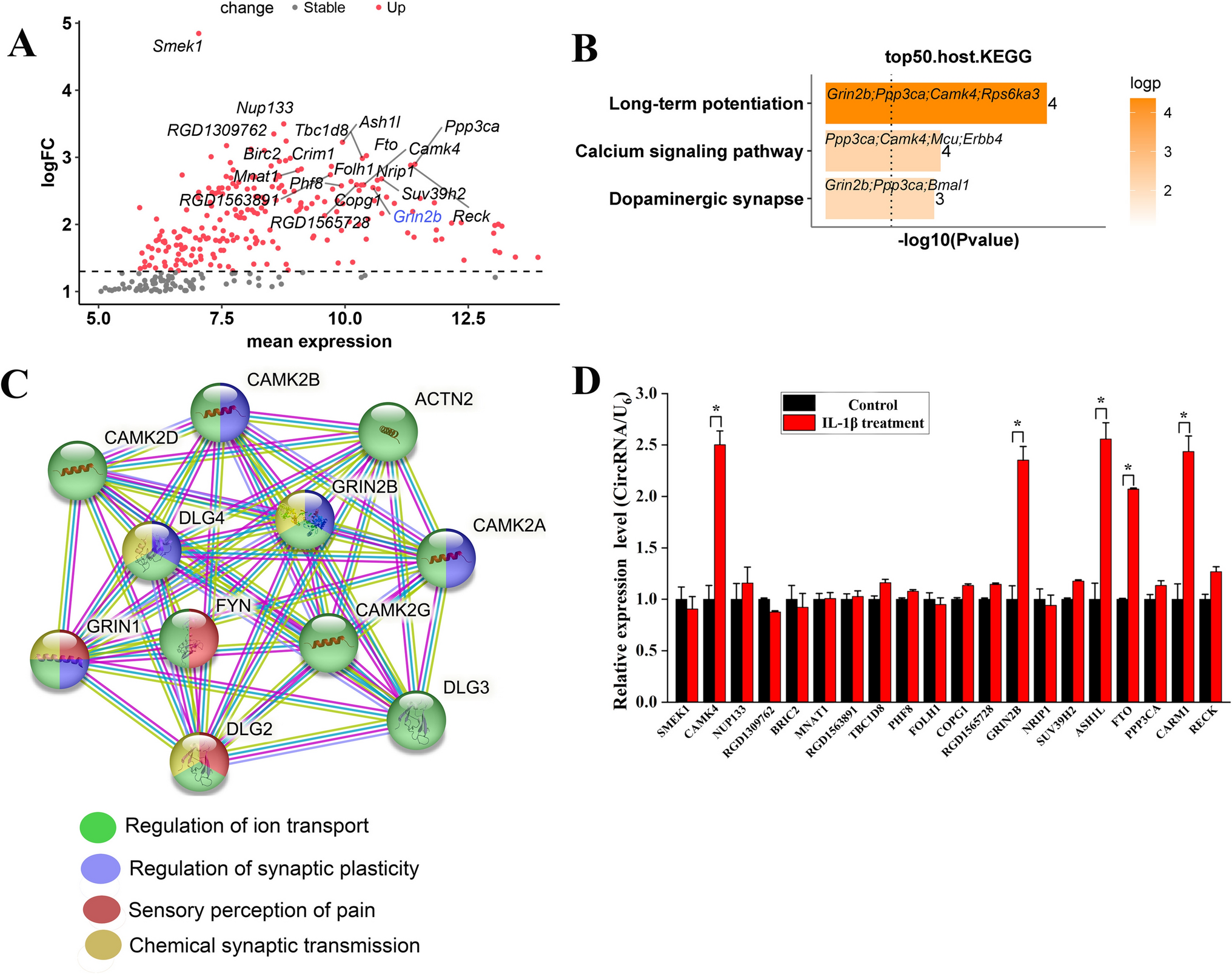 Circular RNA-GRIN2B Suppresses Neuropathic Pain by Targeting the NF-κB/SLICK Pathway