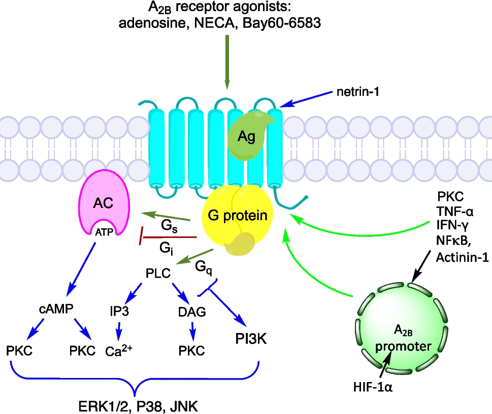 A2B adenosine receptor signaling and regulation