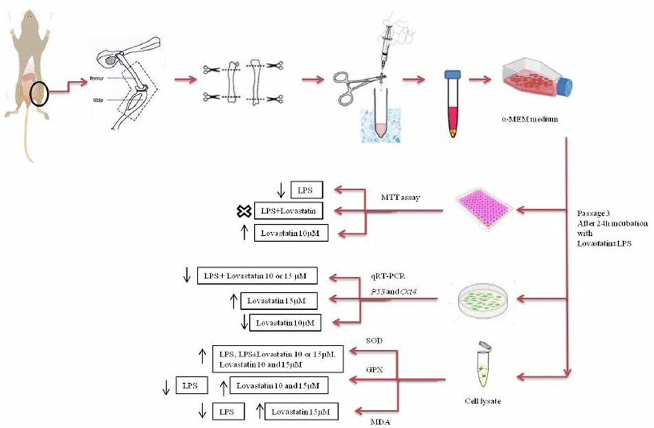 Lovastatin Combination Therapy Increases the Survival and Proliferation of Rat Bone Marrow-Derived Mesenchymal Stem Cells Against the Inflammatory Activity of Lipopolysaccharide