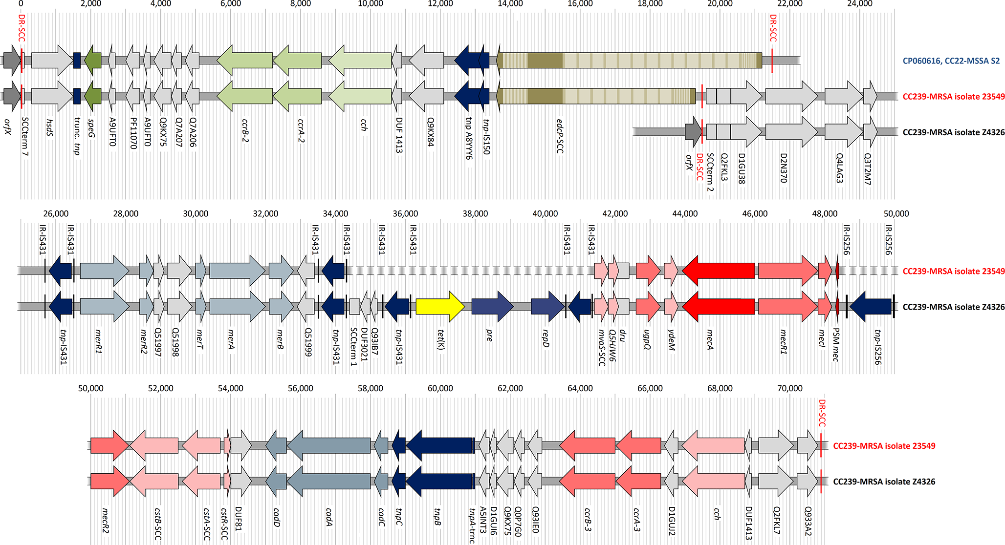 Sequencing a CC239-MRSA-III with a novel composite SCC mec element from Kuwait