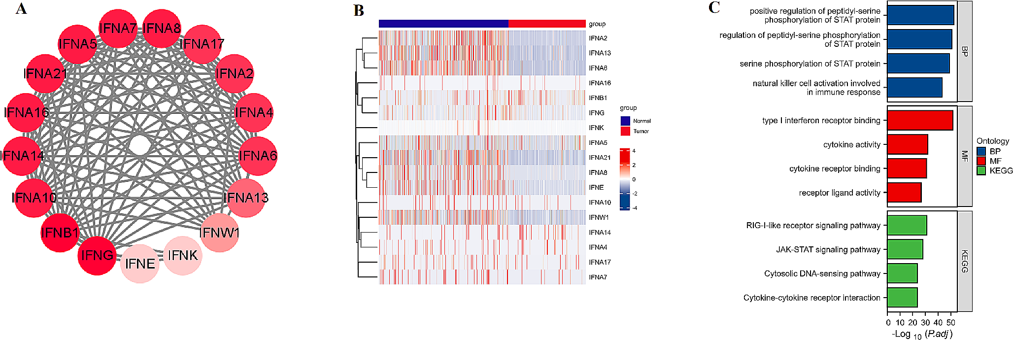 Unveiling the therapeutic prospects of IFNW1 and IFNA21: insights into glioma pathogenesis and clinical significance