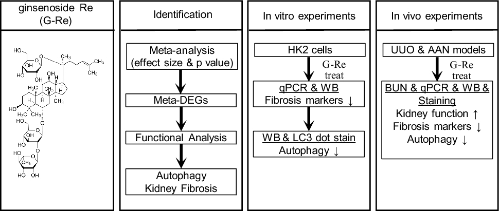 Integrative informatics analysis identifies that ginsenoside Re improves renal fibrosis through regulation of autophagy