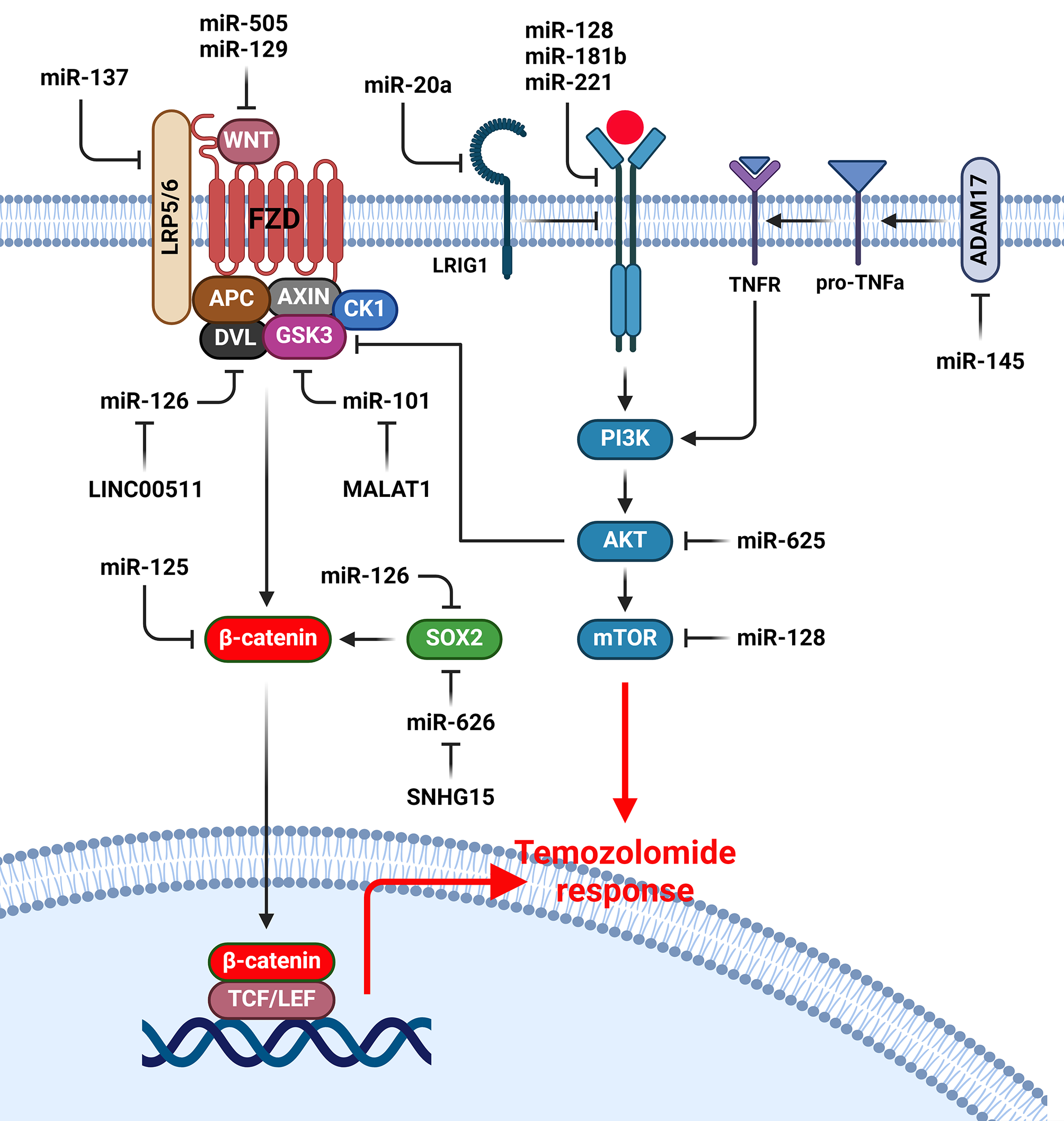 MicroRNAs as the pivotal regulators of Temozolomide resistance in glioblastoma