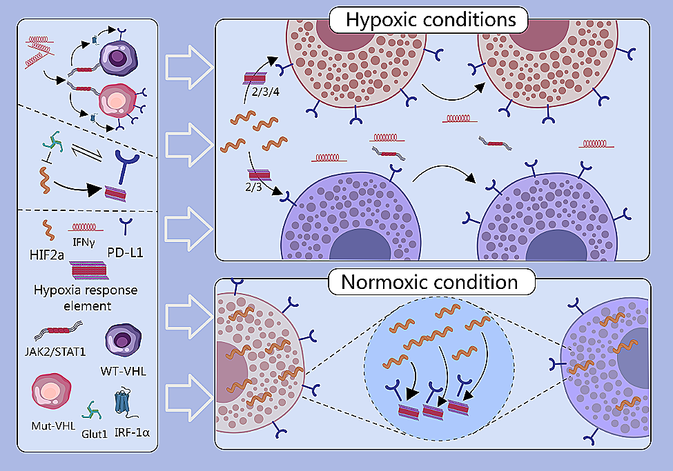 PD1/PD-L1 blockade in clear cell renal cell carcinoma: mechanistic insights, clinical efficacy, and future perspectives