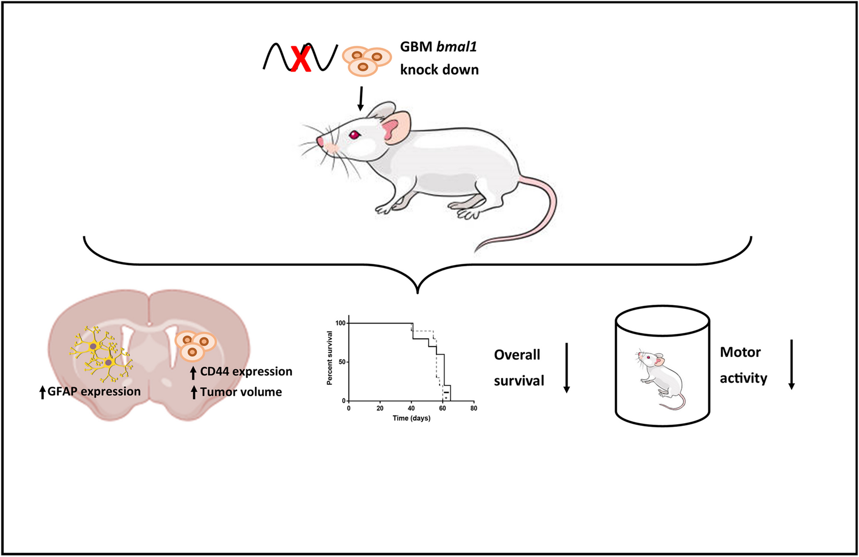 Circadian Clock Gene bmal1 Acts as a Tumor Suppressor Gene in a Mice Model of Human Glioblastoma