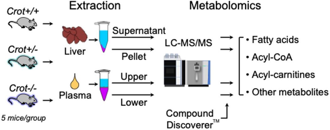 Carnitine O-octanoyltransferase (CROT) deficiency in mice leads to an increase of omega-3 fatty acids