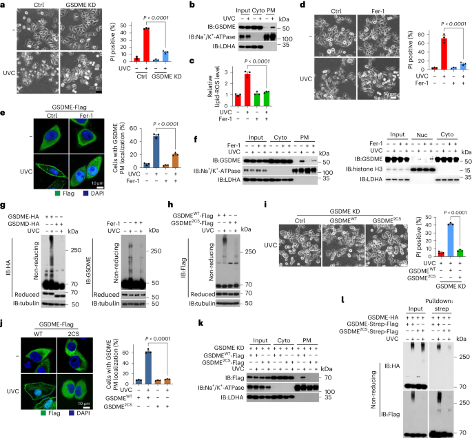 Full-length GSDME mediates pyroptosis independent from cleavage