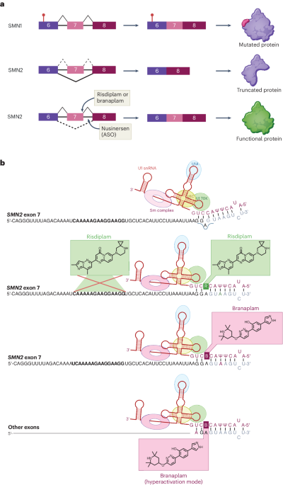 Splice-modifying drug mechanisms