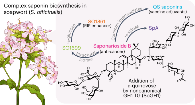 Unlocking saponin biosynthesis in soapwort