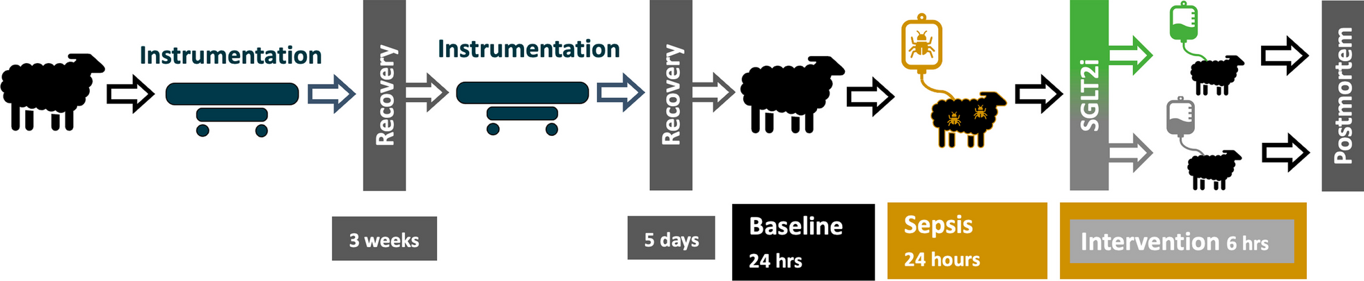 Effects of sodium-glucose transporter-2 inhibition on systemic hemodynamics, renal function, and intra-renal oxygenation in sepsis-associated acute kidney injury